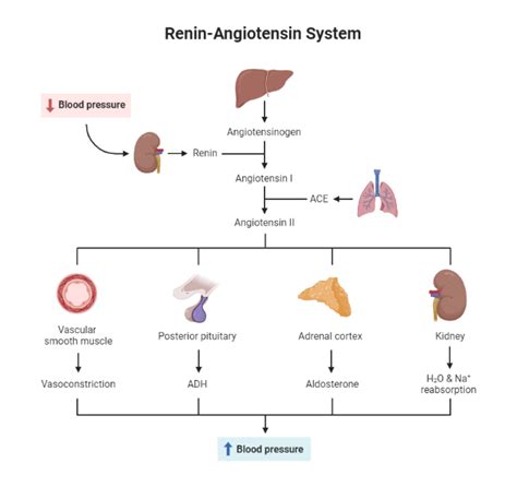 Aldosterone Escape Mechanism – My Endo Consult