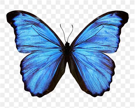 Blue Butterfly Pictures