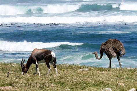 De blesbok en struisvogel op zoek naar voedsel langs de weg naar Kaap ...