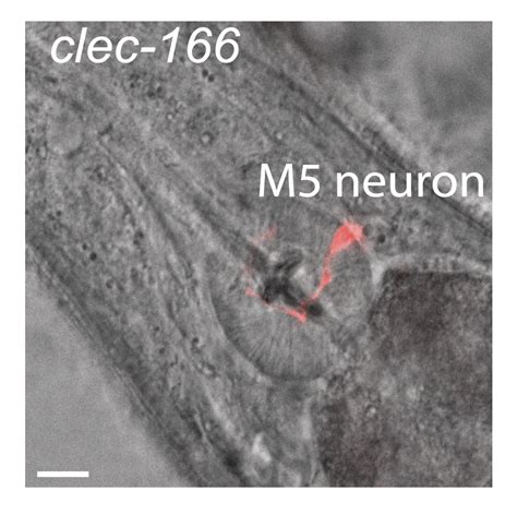 C. elegans aging atlas | Calico research