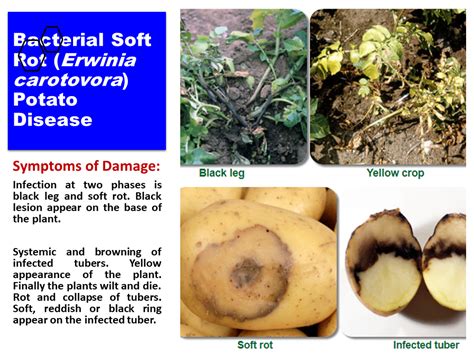 Bacterial Soft Rot (Erwinia carotovora) Potato Disease