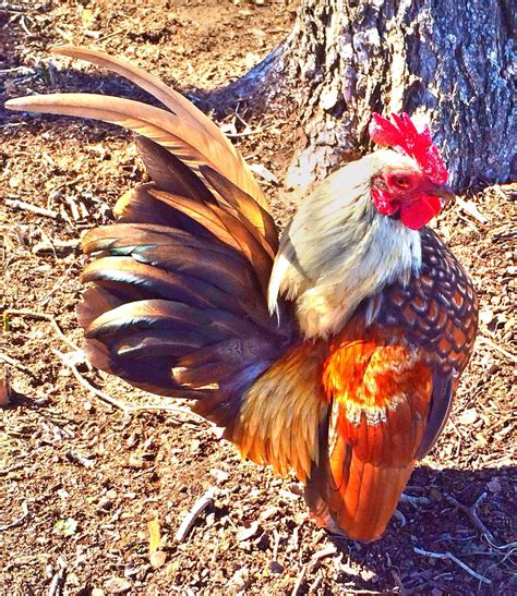 Serama | Fancy chickens, Serama chicken, Beautiful chickens