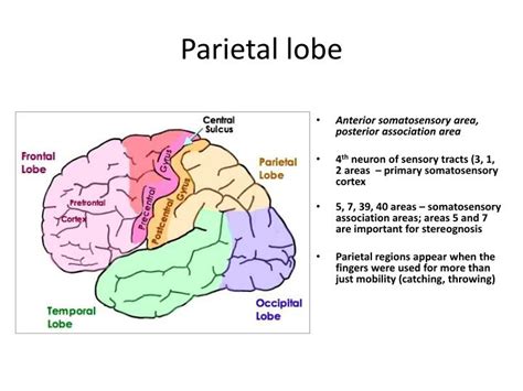 Parietal Lobe Blood Supply