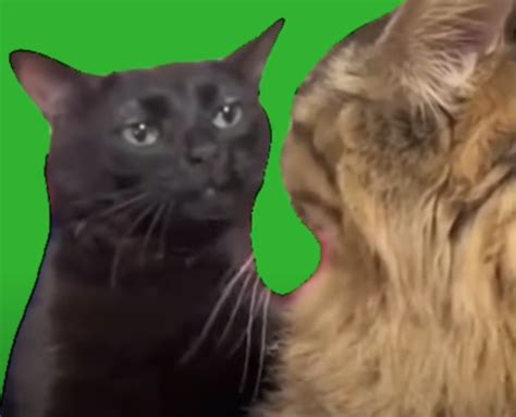 cat stare meme by PirateKidd Sound Effect - Meme Button - Tuna