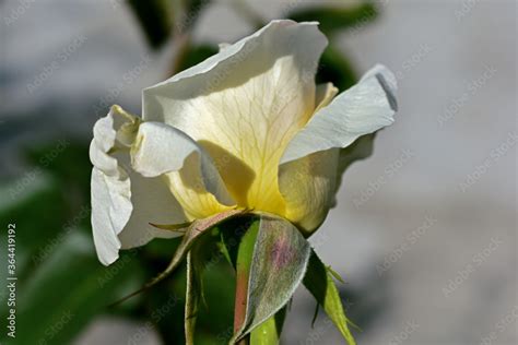 Stockfoto Primer plano del cáliz de una rosa blanca. Imagen macro de sépalos. Los sépalos son ...