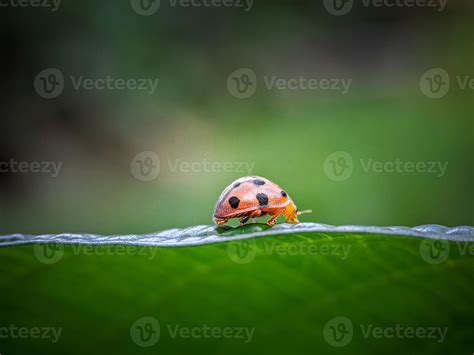 Ladybug on the green leaf 9505632 Stock Photo at Vecteezy