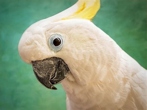 Sulphur-Crested Cockatoo | Online Learning Center | Aquarium of the Pacific