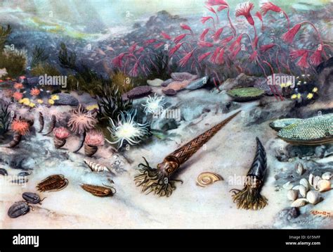 Ordovician Silurian Extinction