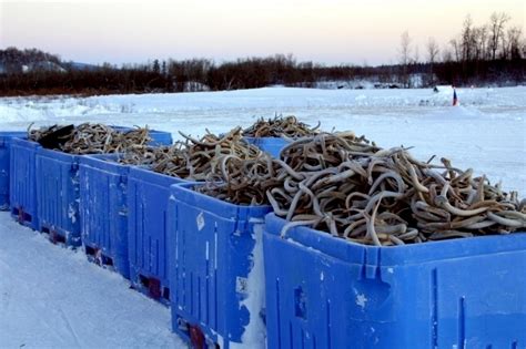 Lamprey Eel – "OCEAN TREASURES" Memorial Library