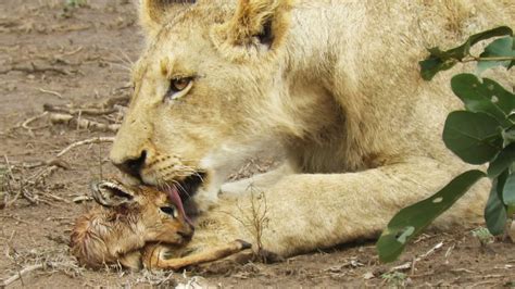 WATCH: When the lamb lies down with the lion, it almost always ends up being lunch | Predator vs ...