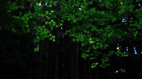 Nature, Green, Maple, Leaves, Tree, Branches, Dark, Background, Bokeh, Forest 4K HD Dark ...