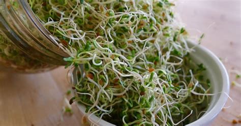 Top 12 Sprouting Seeds to Grow at Home For a Healthy Diet | Sprouting ...