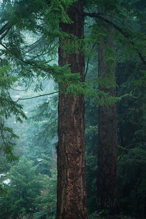 Old Growth Trees | Oregon trees, Oregon nature, Oregon forest