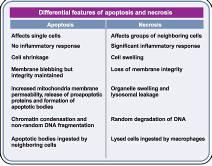 apoptosis vs necrosis-1 – Dr Rajiv Desai