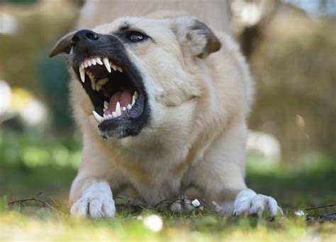 Recognizing and Managing Dog Toy Aggression in Pets