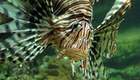 How Lionfish Became Unlikely Super-Predators - The Dodo