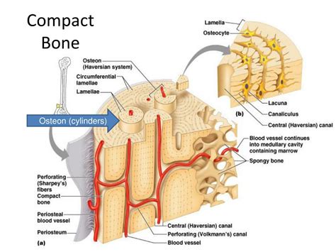 PPT - Long Bone Anatomy PowerPoint Presentation, free download - ID:5430373