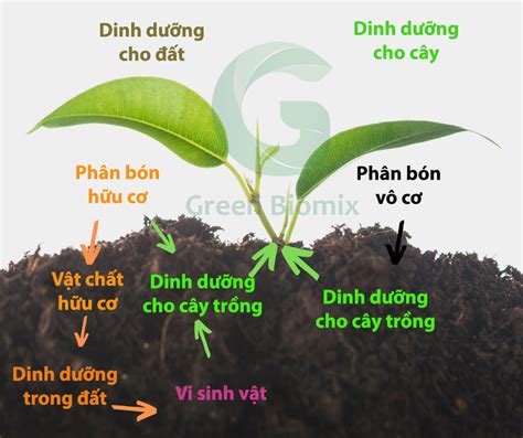 Phân hữu cơ và vô cơ - nuôi đất, nuôi cây - GreenBiomix