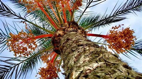 Pindo Palm Care – A Growers Guide