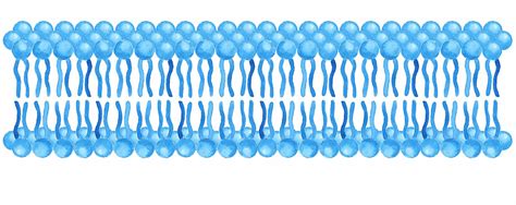 Cell Membrane Bilayer