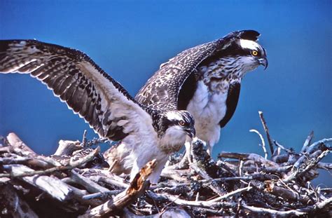 'Osprey' - Film - Birds of Poole Harbour