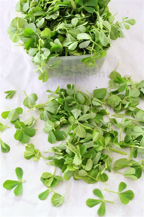 Spusht: Fenugreek Leaves – Boon or Bane?