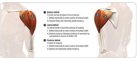 Internal Rotation Muscles