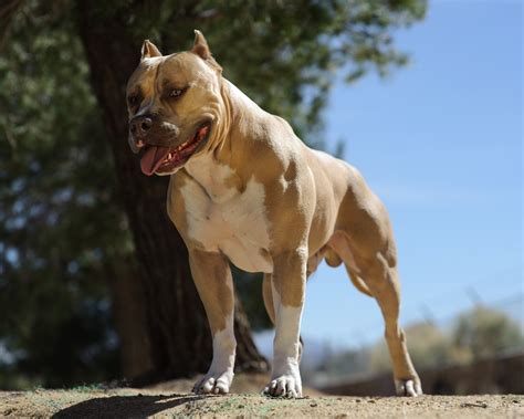 Top 15 Strongest Dog Breeds in the World | Canine Weekly