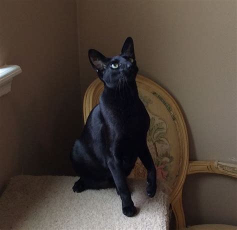 Adopt Delilah: Exquisite Ebony Oriental Shorthair Cat