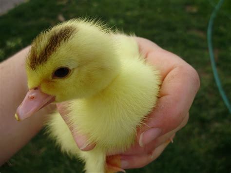 Ohiofarmgirl's Adventures In The Good Land: The Cuteness of Baby Ducks....