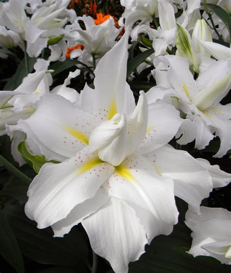 B&D Lilies Garden Blog: Help... Winter Lily Pollen Stains!