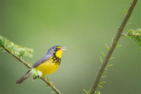 Canada Warbler - A-Z Animals