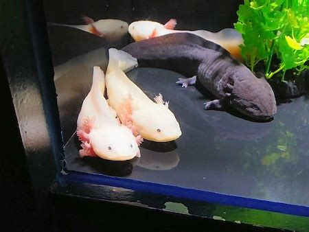 Axolotl Characteristics, Habitat & Facts | What is an Axolotl? | Study.com