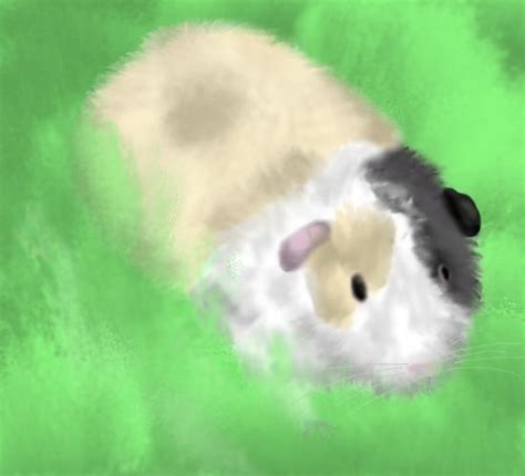 Popcorn the Guinea Pig by littlemisskirby on DeviantArt