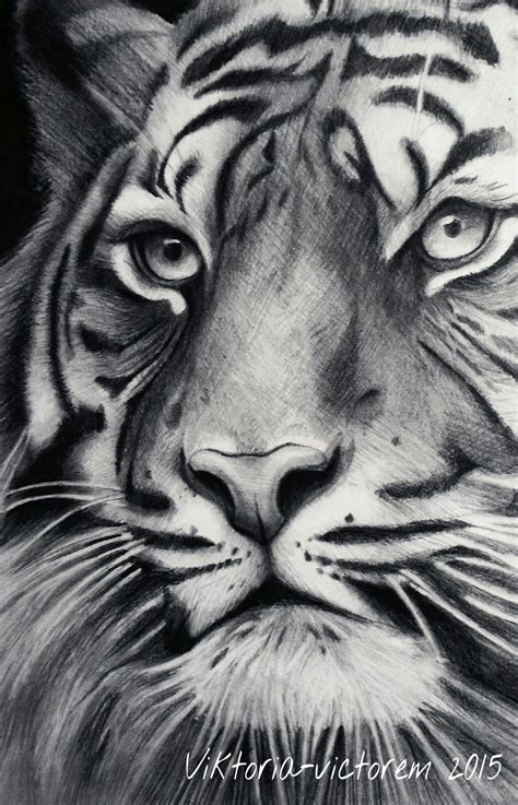 Tiger by Victoria-victorem on DeviantArt | Pencil drawings of animals ...