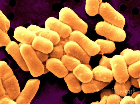 Lactobacillus – Mystical Biotech