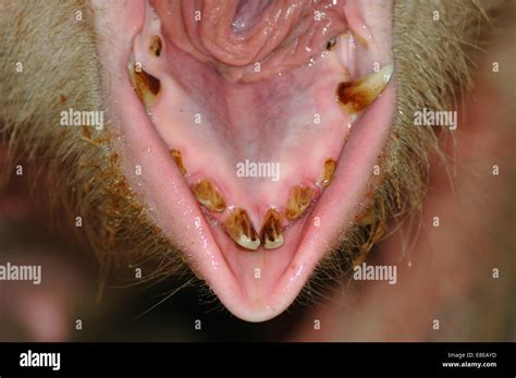 Pigs Teeth High Resolution Stock Photography and Images - Alamy