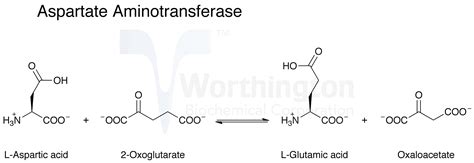 Aspartate Aminotransferase - Worthington Enzyme Manual