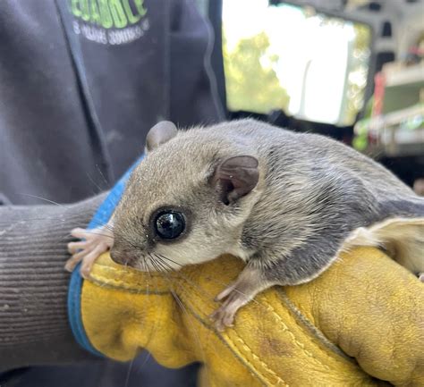 5 Shocking Facts About Flying Squirrels