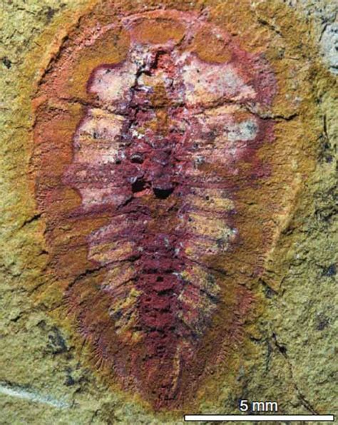 Oldest Soft-Bodied Marine Fossils Discovered | Live Science