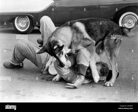 THE LITTLEST HOBO, London the Dog, 1958 Stock Photo - Alamy