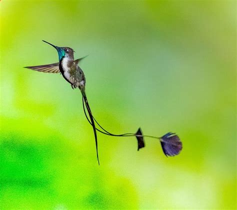 Marvelous Spatuletail Hummingbird is a medium-sized (up to 15 cm long ...