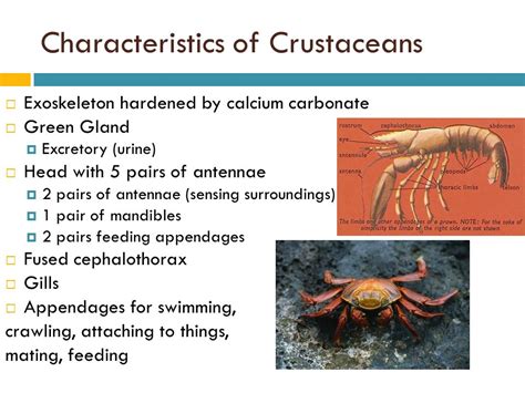 Crustaceans Characteristics