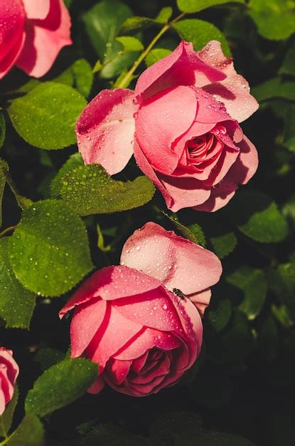 Premium Photo | Pink roses garden