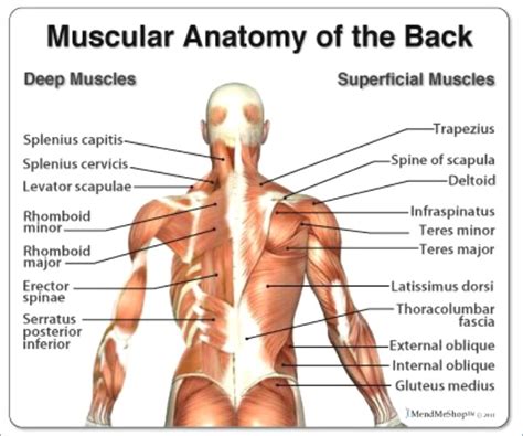 Upper Back Pain - 2 Ways to Find Relief - Active Kinetix