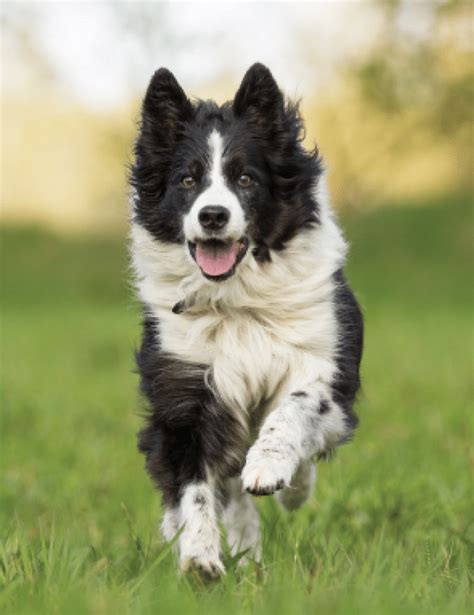 The Border Collie — Mastermind of the Canine World – Dogster - Mariakmania