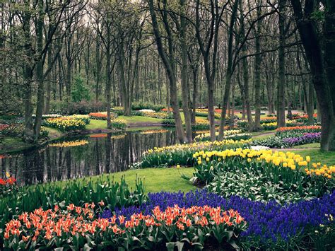 Mylifefullofdreams: Purple tulips at de Keukenhof Gardens! Lisse!