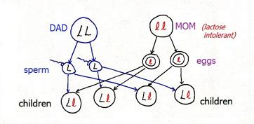 Genotype Definition, Types & Examples - Lesson | Study.com