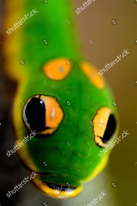 Spicebush Swallowtail Caterpillar Colourful Markings Fake Editorial ...