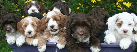 Labradoodle Colors - A Complete Guide to Every Labradoodle Shade - Labradoodles & Dogs